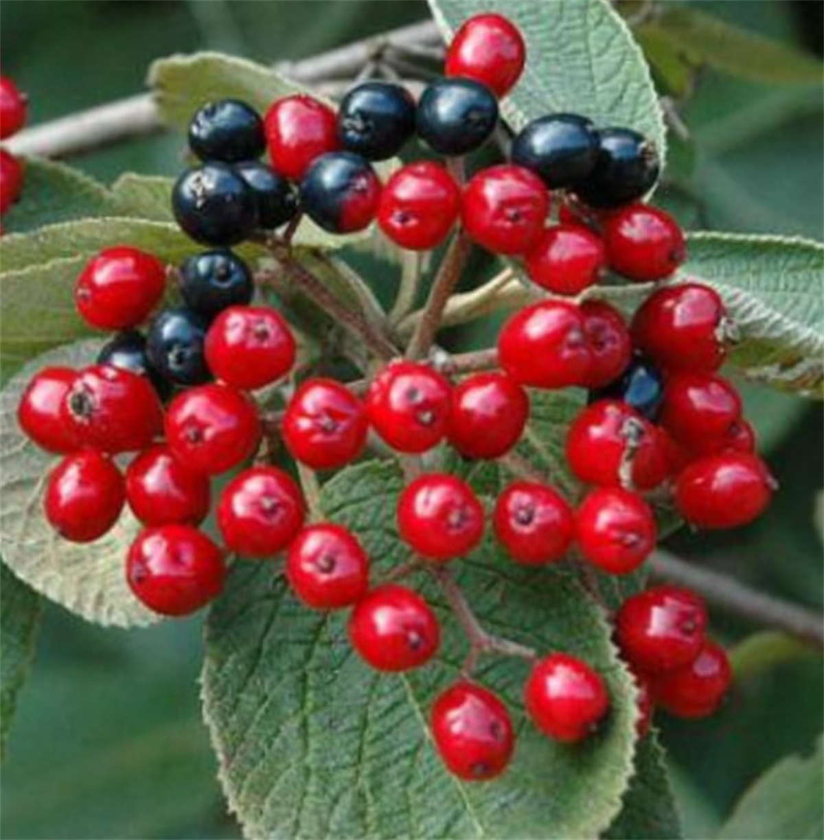 Viburnum lantana Tüylü Kartopu Germişo fidanı