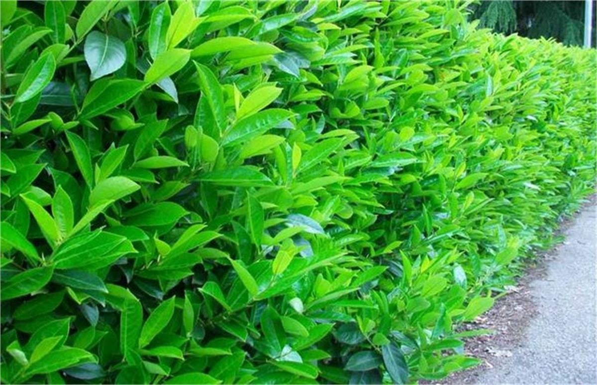 Viburnum lucidum Kartopu fidanı