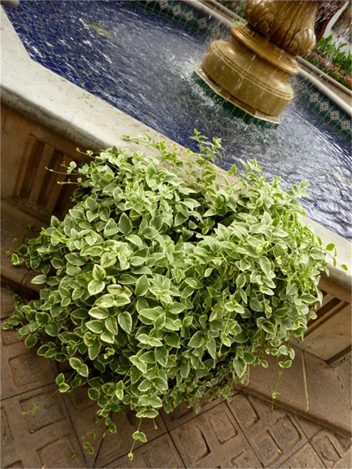 Vinca major Variegata Alacalı Cezayir menekşesi fidesi