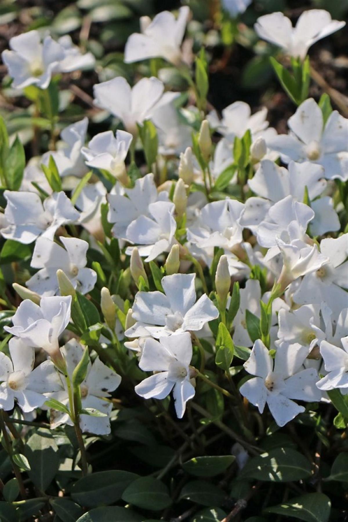 Vinca minor Alba Beyaz Cezayir menekşesi