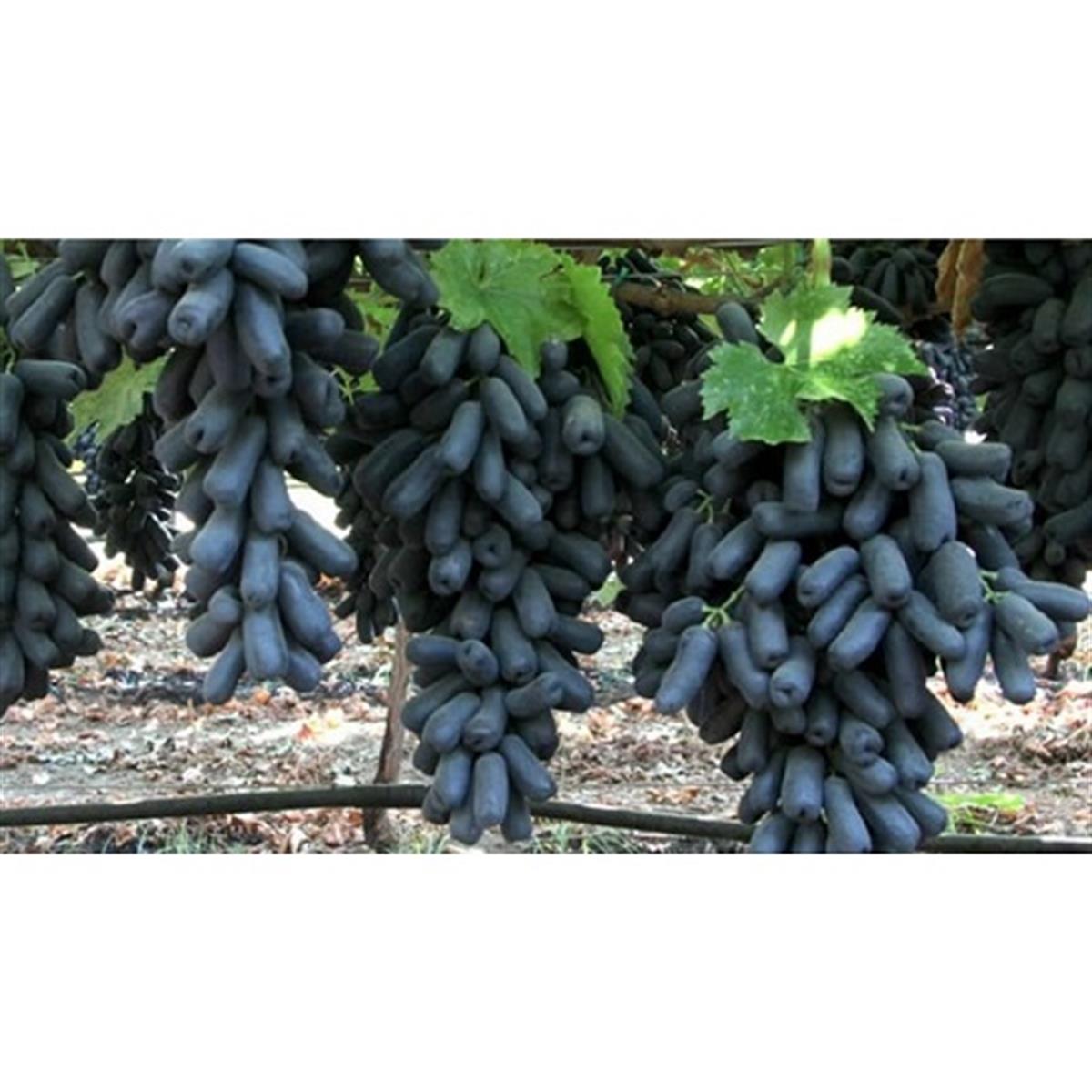 Vitis vinifera Black Finger Asma fidanı