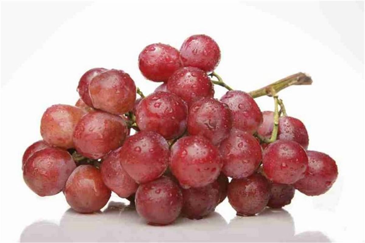 Vitis vinifera Cardinal Kardinal Asma fidanı