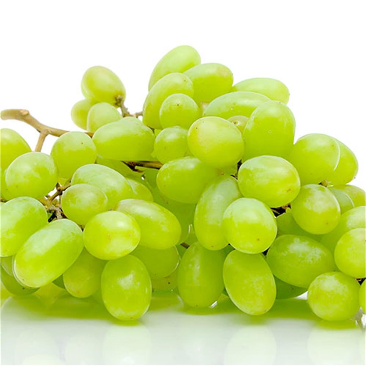 Vitis vinifera Ergin çekirdeksizi Asma Üzüm fidanı