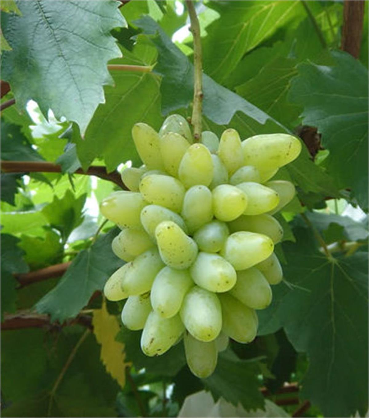 Vitis vinifera Hatun Parmağı Mevlana Asma fidanı