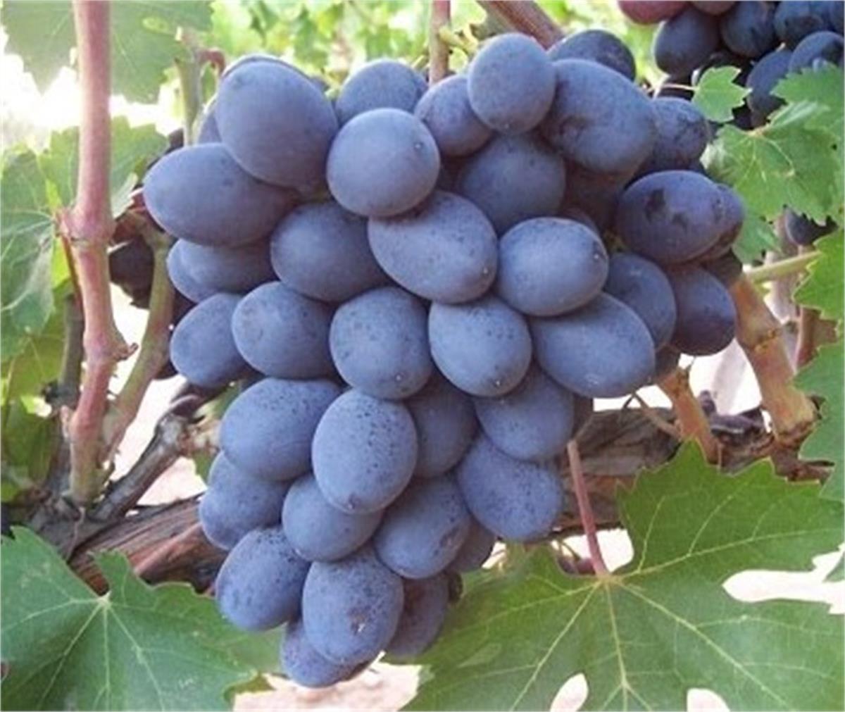 Vitis vinifera Horoz Karası Asma fidanı