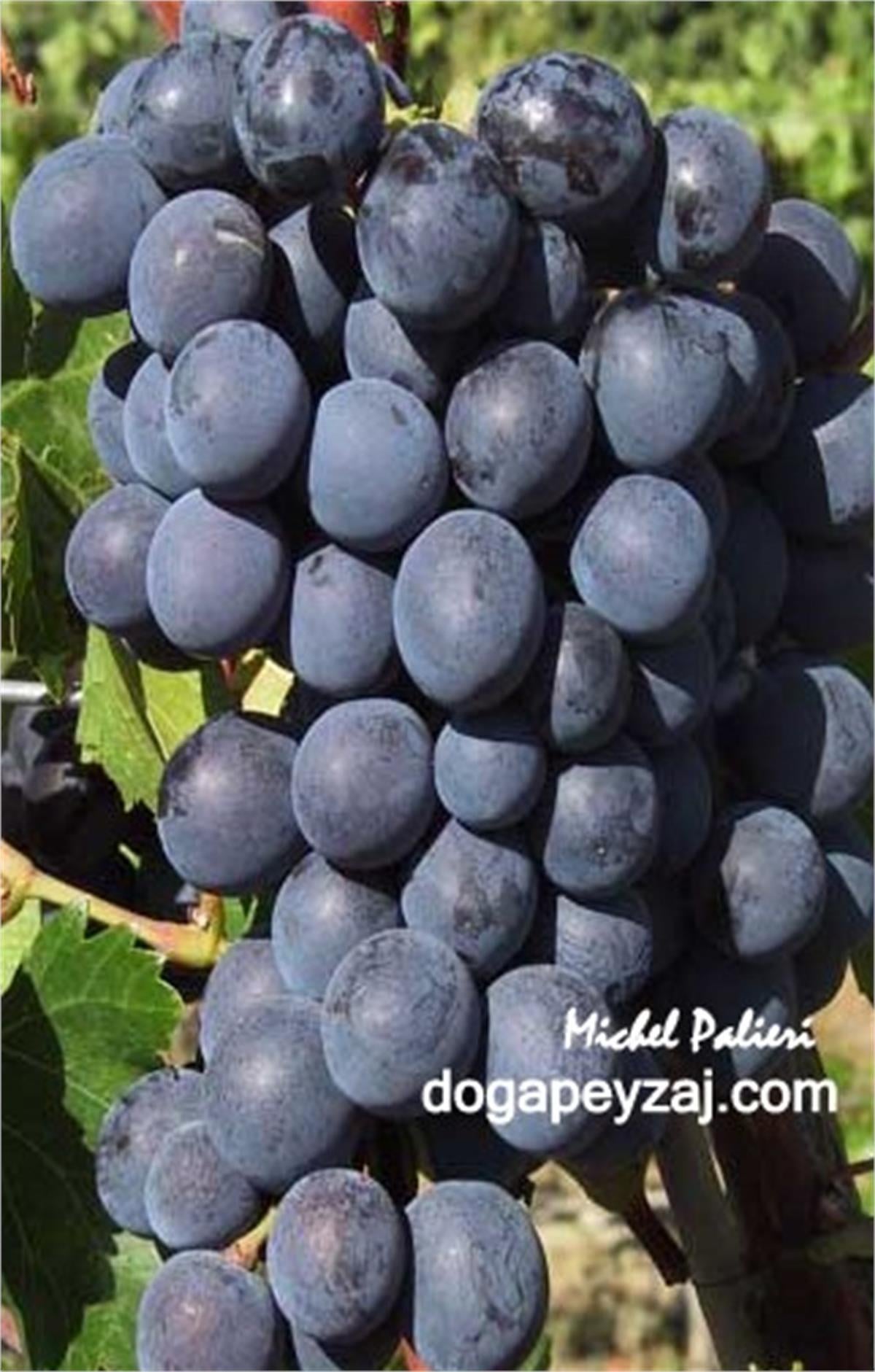Vitis vinifera Michel Palieri Asma fidanı