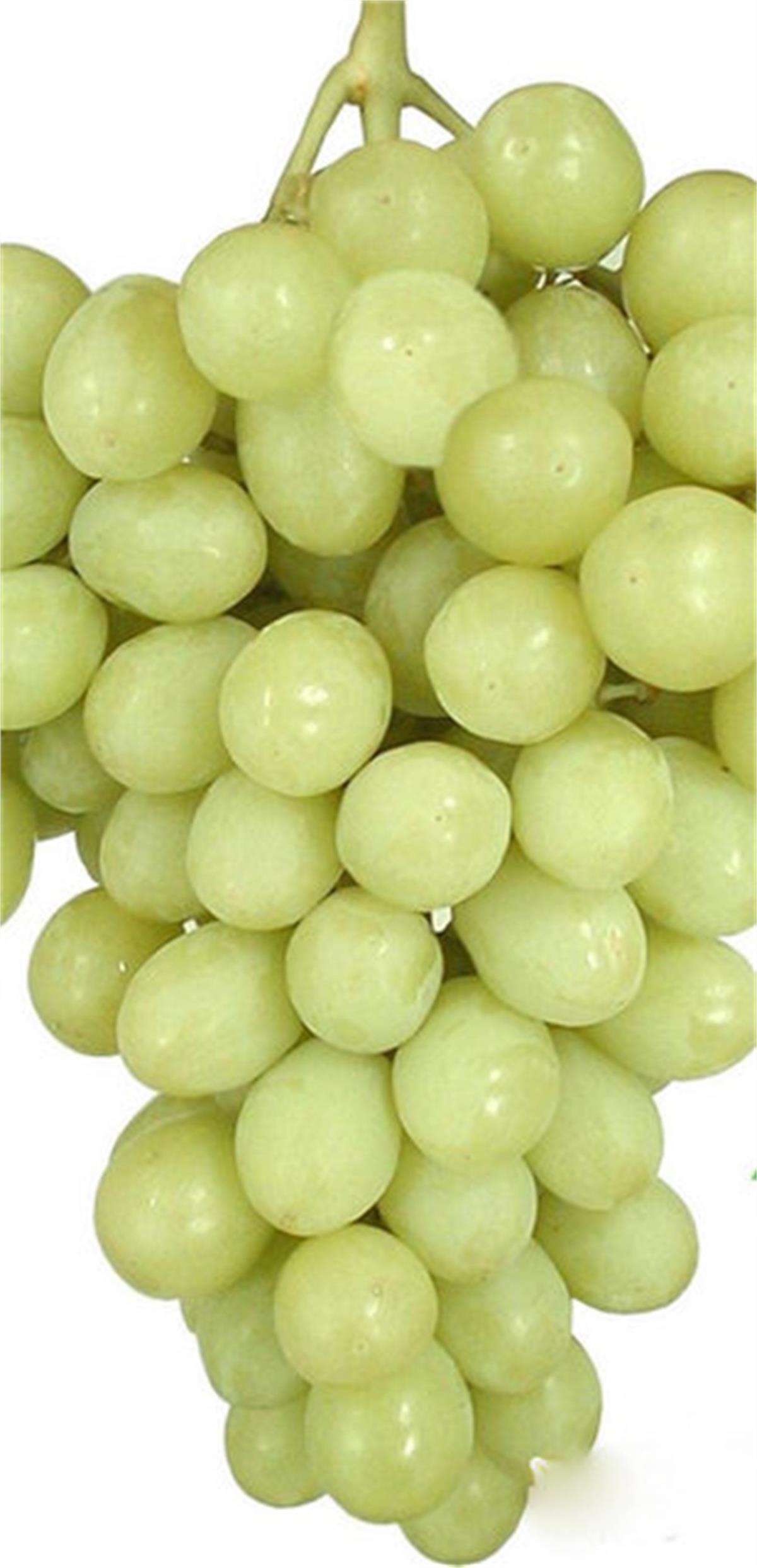Vitis vinifera Superior seedless Asma fidanı