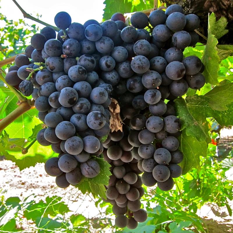 Vitis vinifera Yalova Misketi Asma fidanı