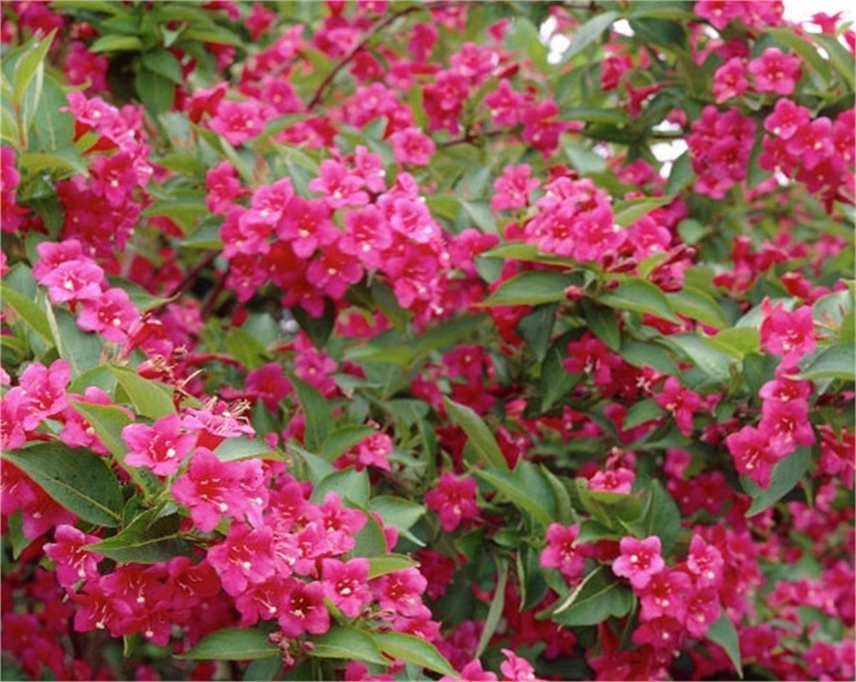Weigela Bristol ruby Kırmızı vangelya fidanı