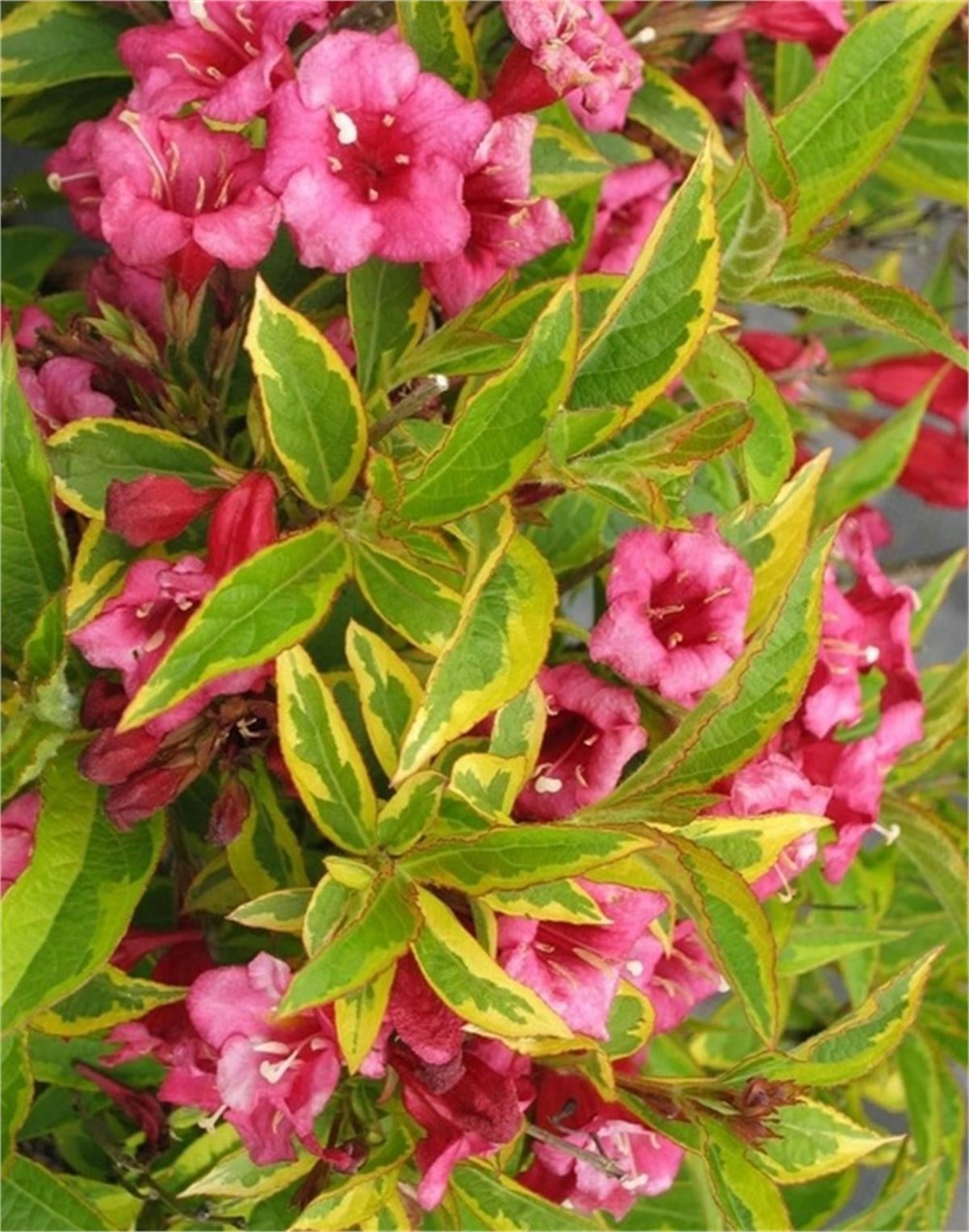 Weigela florida Brigela Sarı Alacalı Elmaziye fidanı