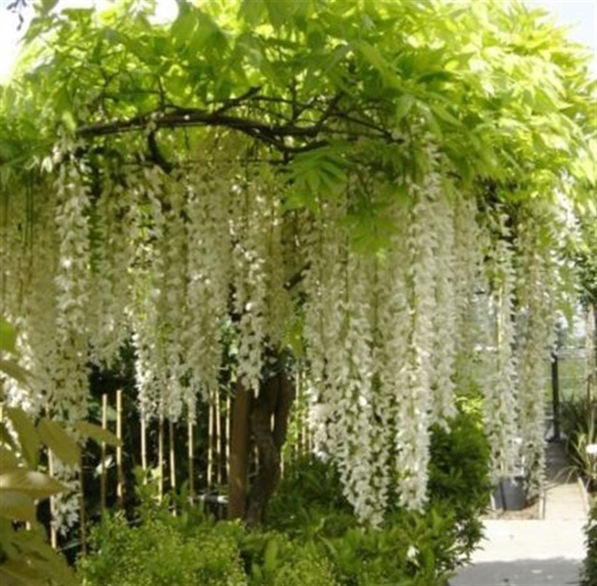 Wisteria floribunda Longissima alba Morsalkım Mor Salkım fidanı
