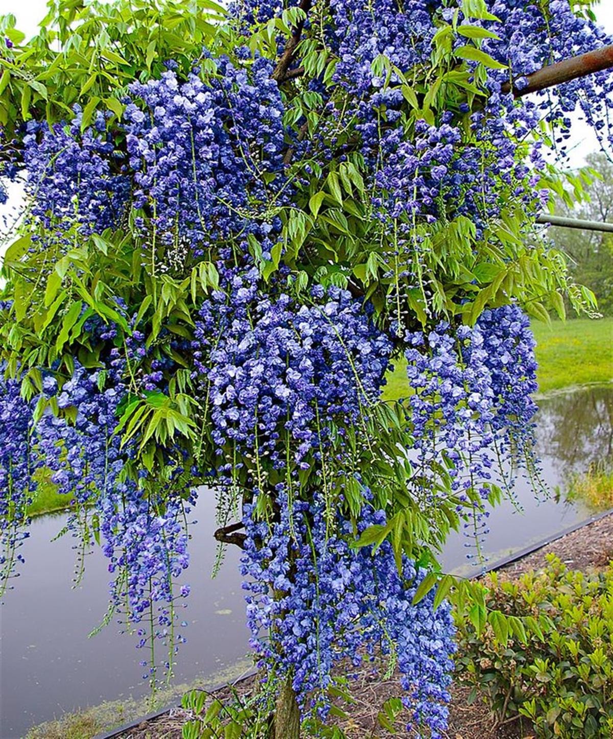 Wisteria sinensis Blue Morsalkım Mavi Mor Salkım fidanı