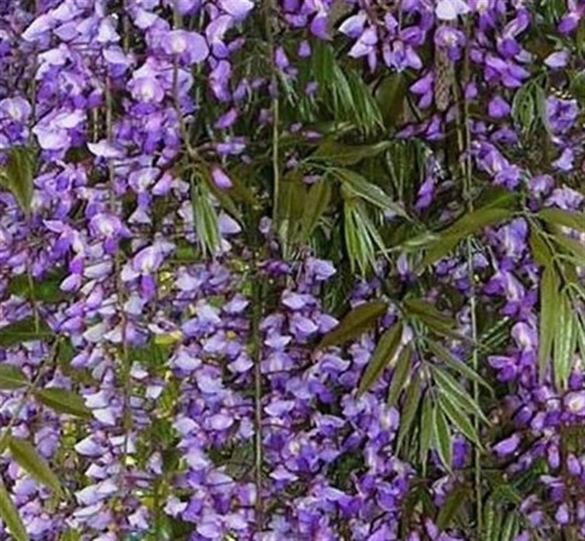 Wisteria sinensis Prematura Morsalkım Mor Salkım fidanı