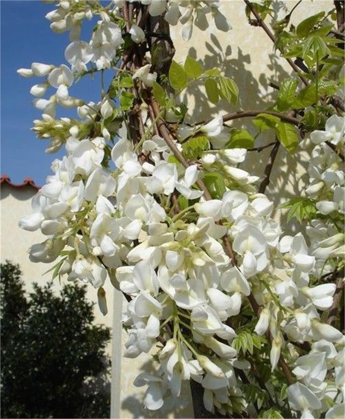 Wisteria venusta İpek morsalkım fidanı