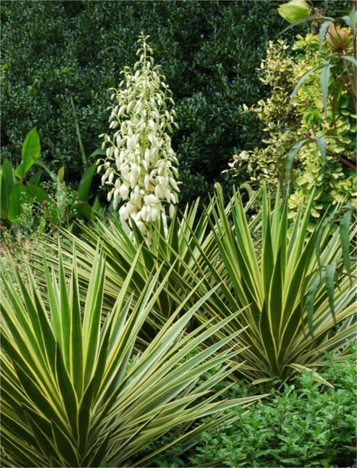 Yucca aloifolia variegata Yuka fidanı