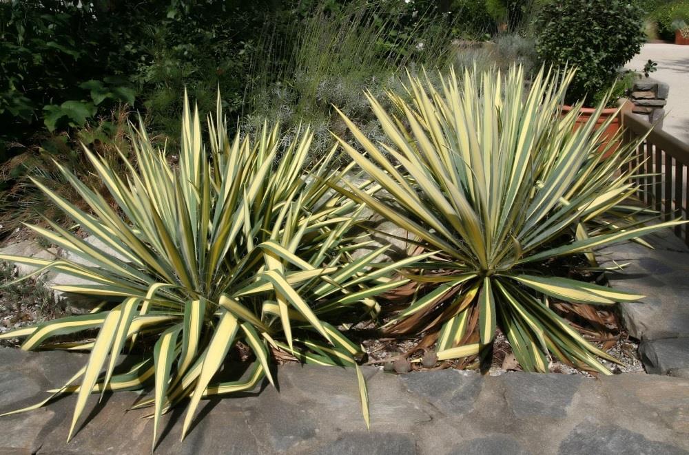 Yucca filamentosa Color Guard Yuka Fidanı