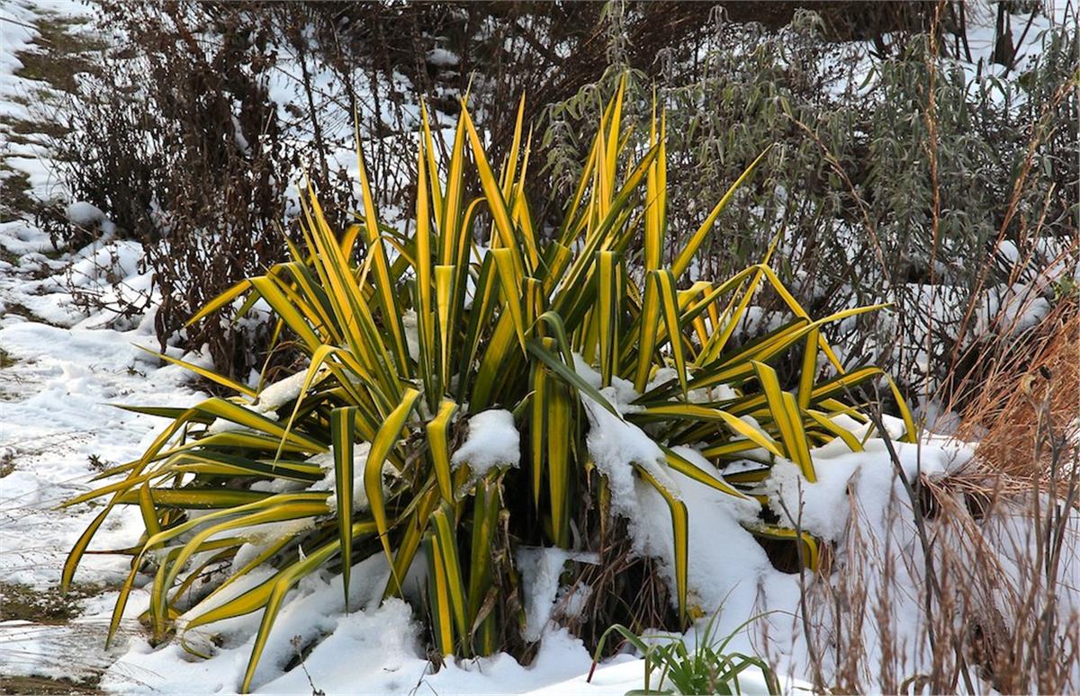 Yucca flaccida Golden Sword Yuka fidanı