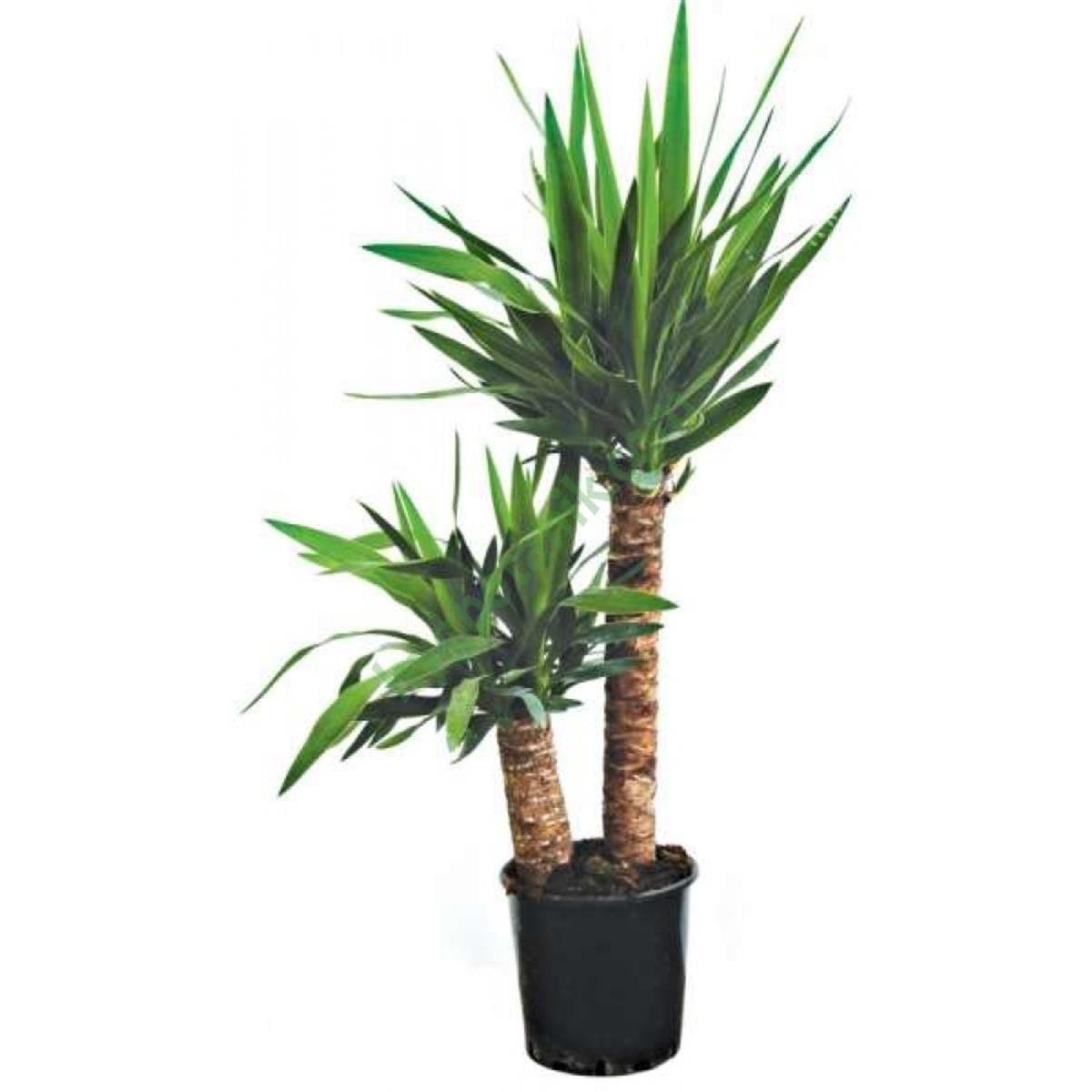 Yucca massengena Yuka Bitkisi