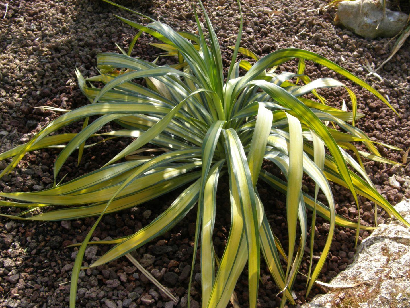 Yucca recurvifolia Banana Split Sarı Yeşil Alacalı Yuka Fidanı