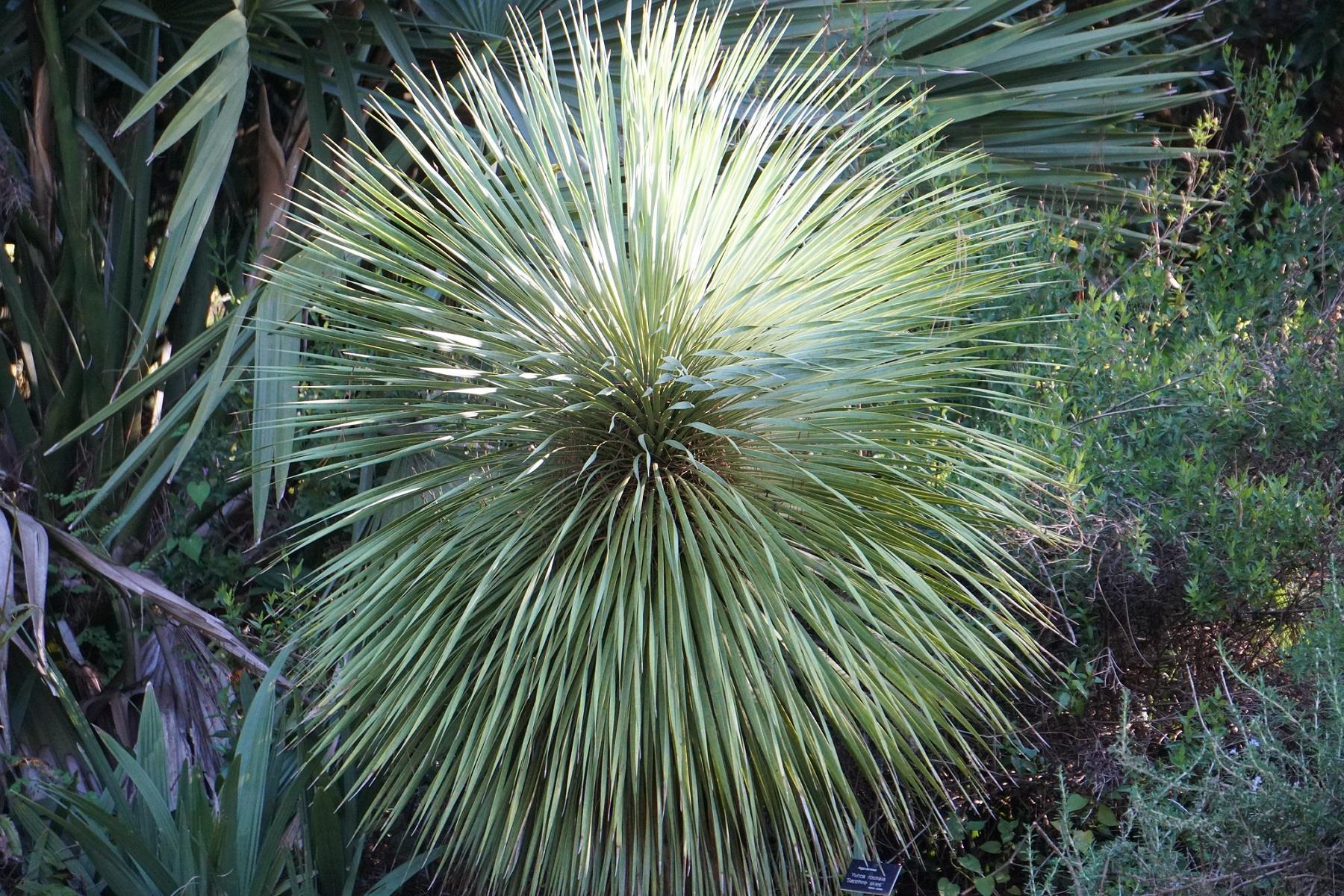 Yucca rostrata Sapphire skies Yuka fidanı
