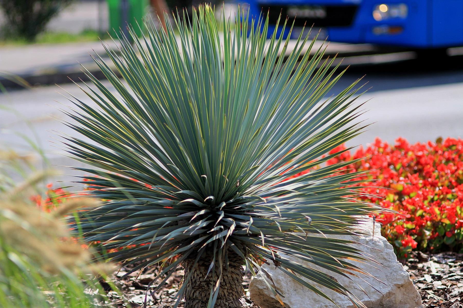 Yucca rostrata Yuka fidanı