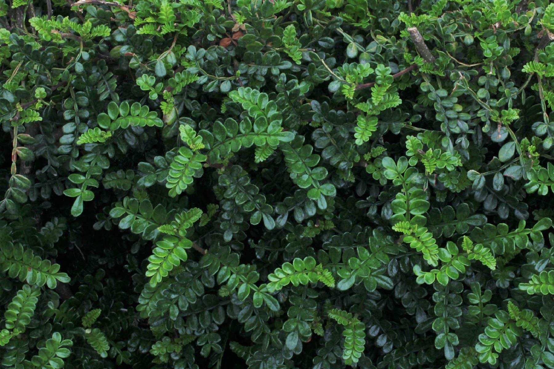 Zanthoxylum beecheyanum Çin Karabiberi Fidesi