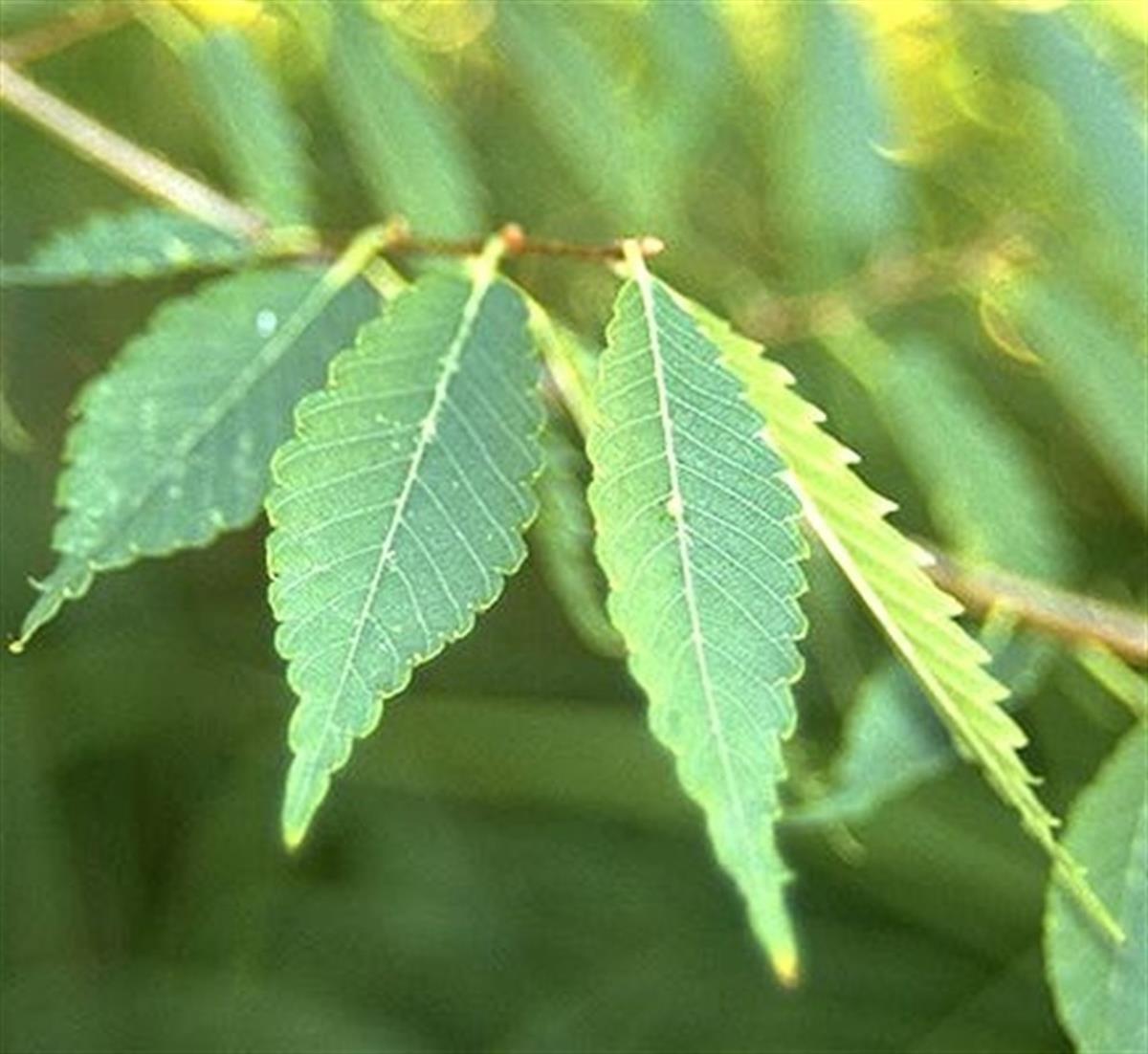 Zelkova serrata Japon Zelkovası fidanı
