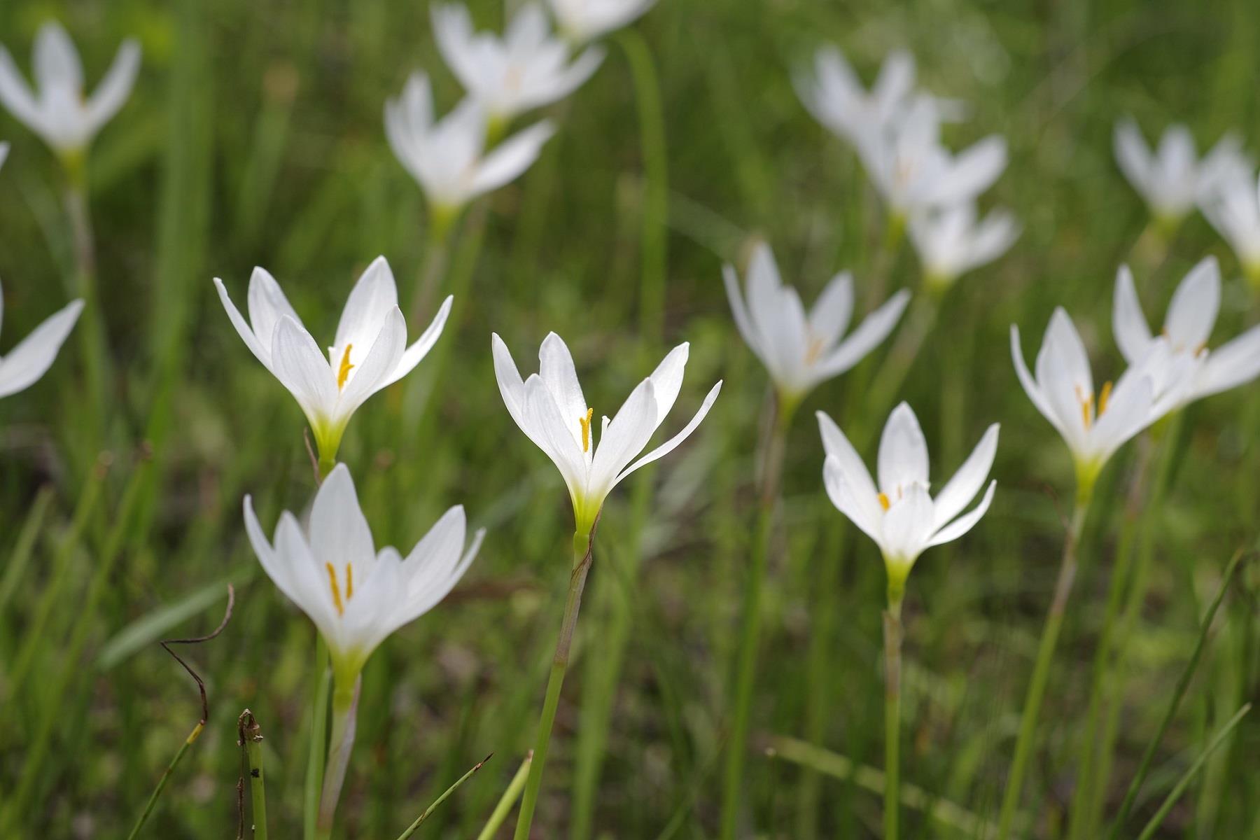 Zephyranthes Beyaz Zıpçıktı Soğanı