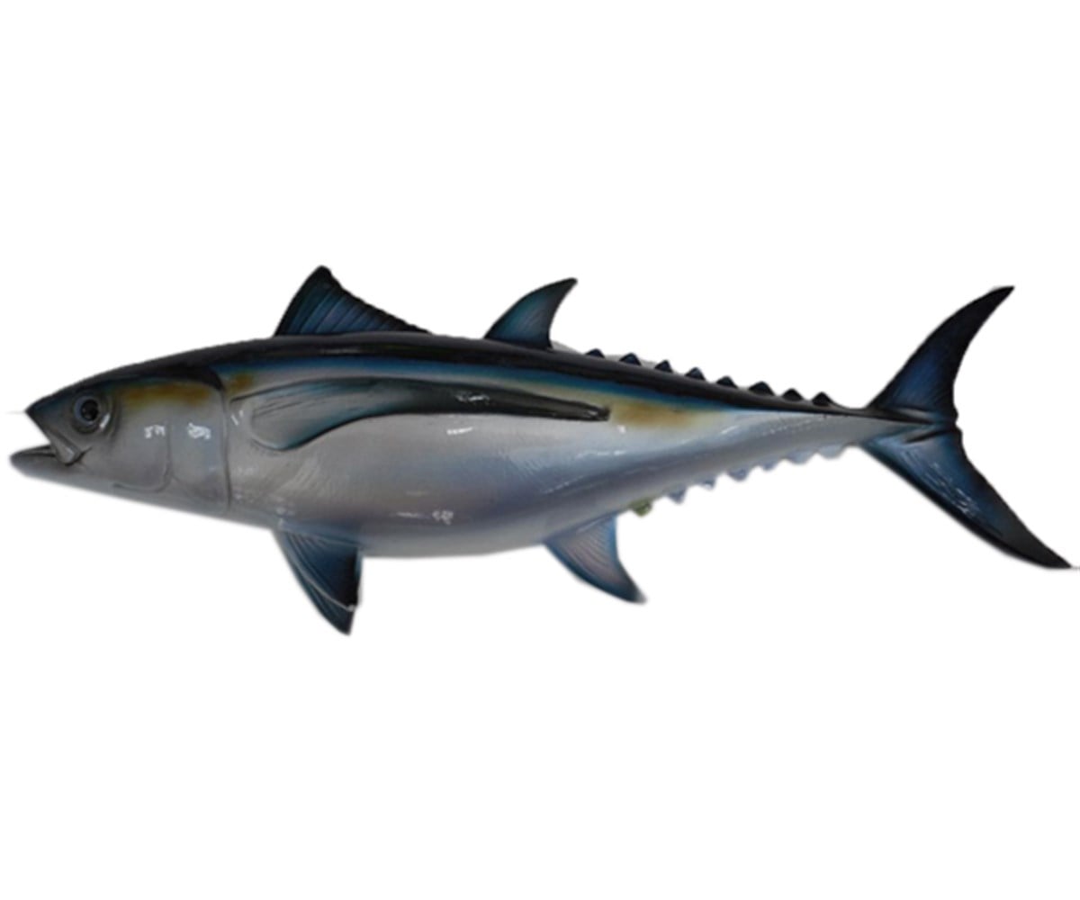 ALBACORE ORKİNOS (Biblo Balık)