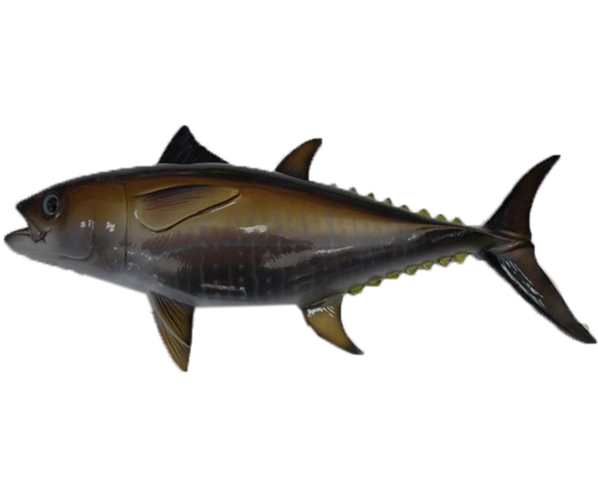 BLUEFIN TUNA (Biblo Balık)