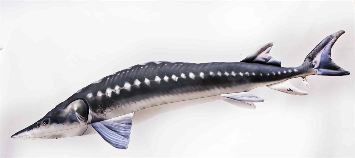 EUROPEAN STURGEOUN ACIPENSER STURIO 120cm