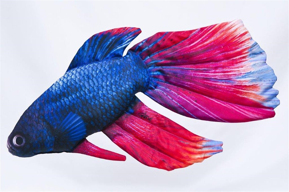 GABY FISH BETTA SPLENDENS 53cm