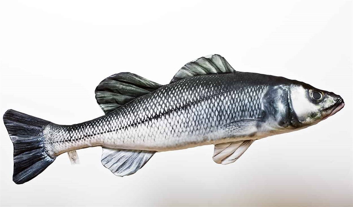 GABY FISH DICENTRARCHUS LABRAX 70cm