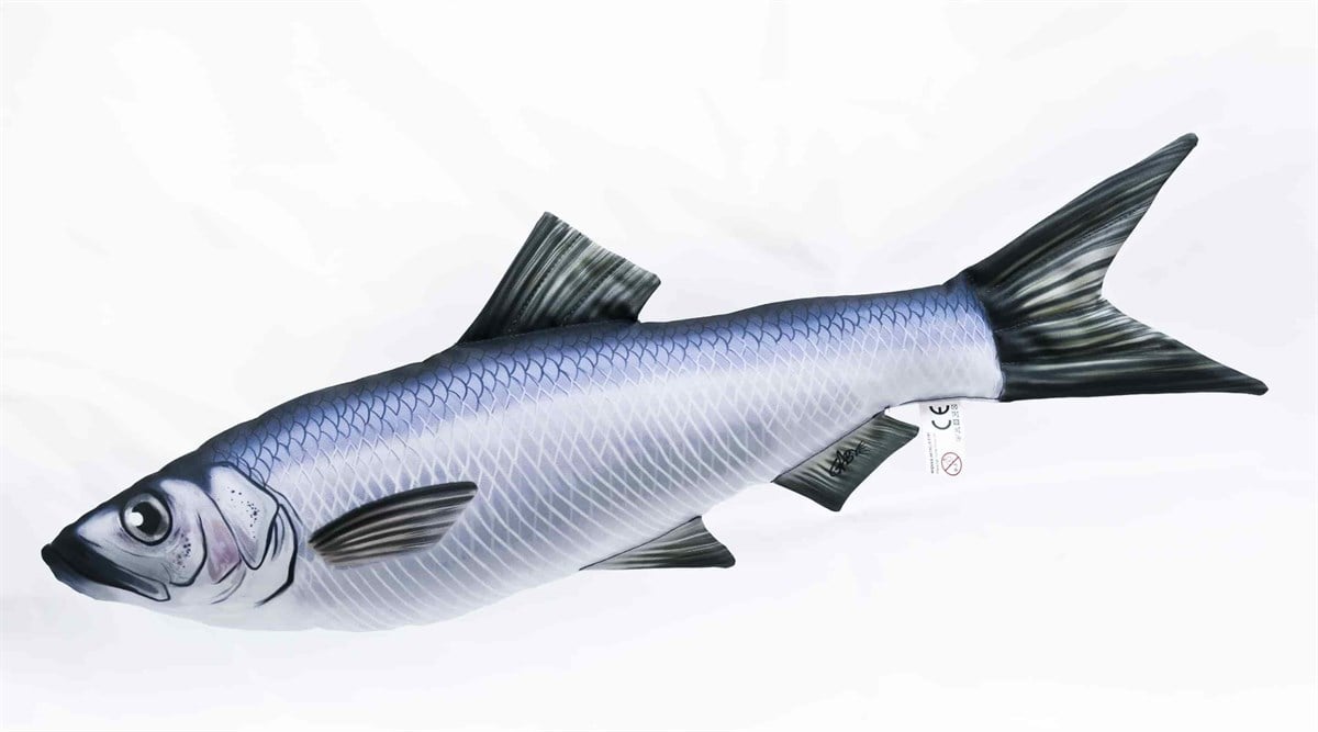 GABY FISH HERRING CLUPEA HARENGUS 60cm