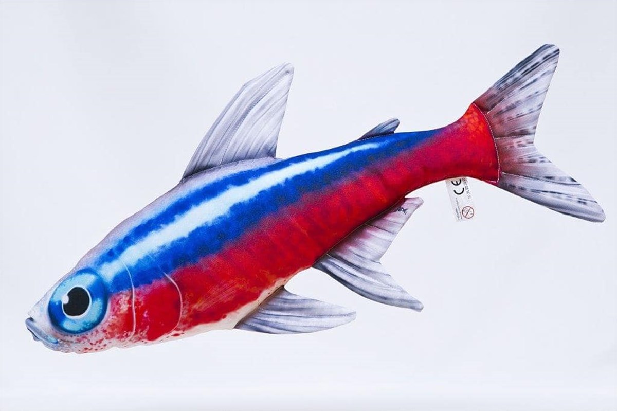 GABY FISH PARACHEIRODON INNESI 53cm