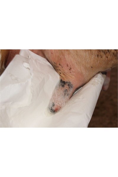 Sağım Öncesi Köpüklü - Masdisin Teat Foam 1 L