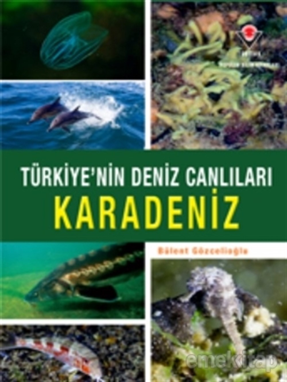 Karadeniz - Türkiye'nin Deniz Canlıları