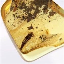 Böcek Fosilli Koleksiyonluk Kehribar