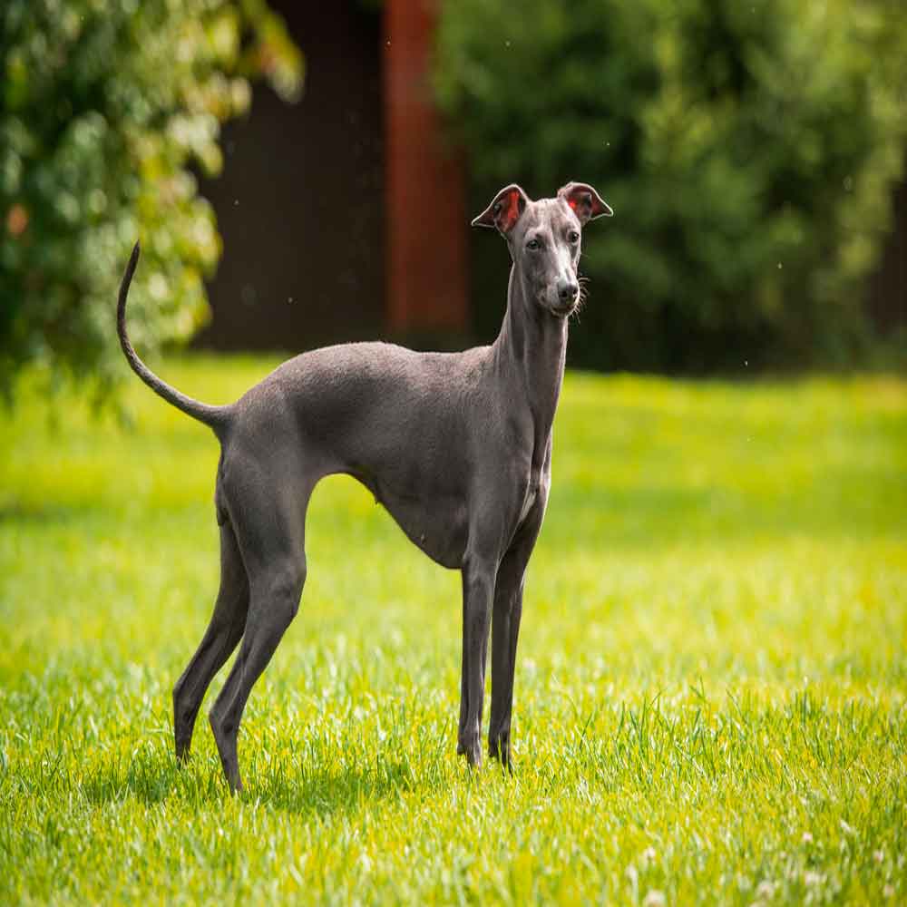 Italian Greyhound Bakımı ve Özellikleri