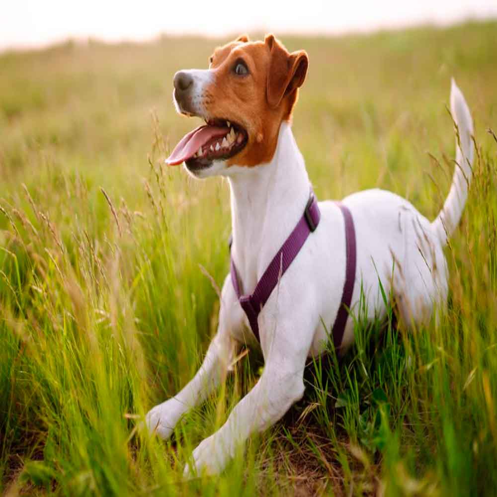 Jack Russell Terrier