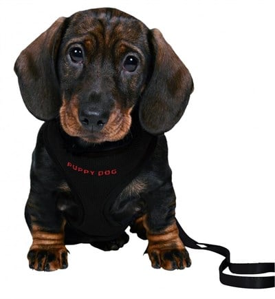 Trixie Yavru Köpek Göğüs Tasma Kayışı 26-34cm 2m 10mm 15561