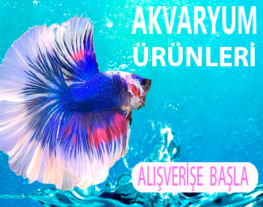 akvaryum