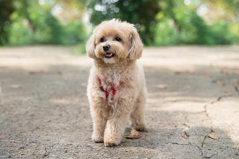 Maltipoo bakımı nasıldır