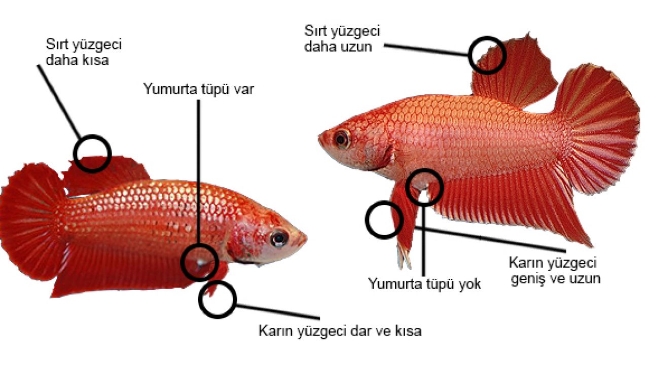 Beta Balığı Bakımı & Beta Balığı Hakkında Bilinmesi Gerekenler