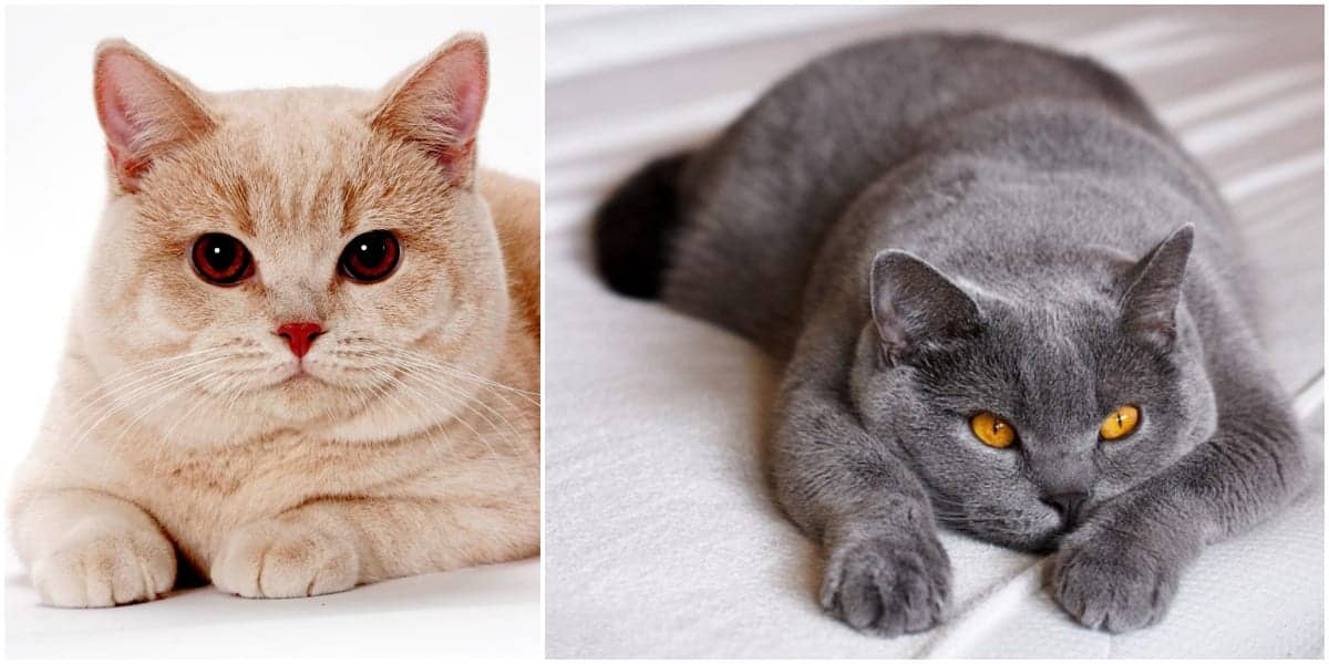 British Shorthair Özellikleri