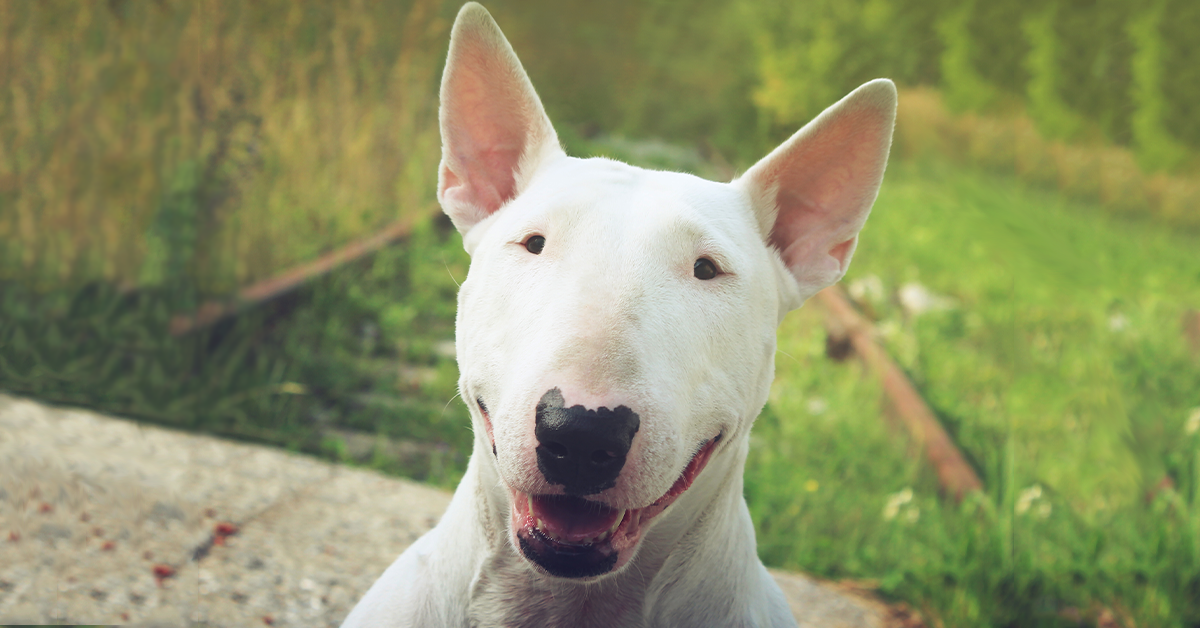 Bull Terrier Özellikleri ve Bakımı