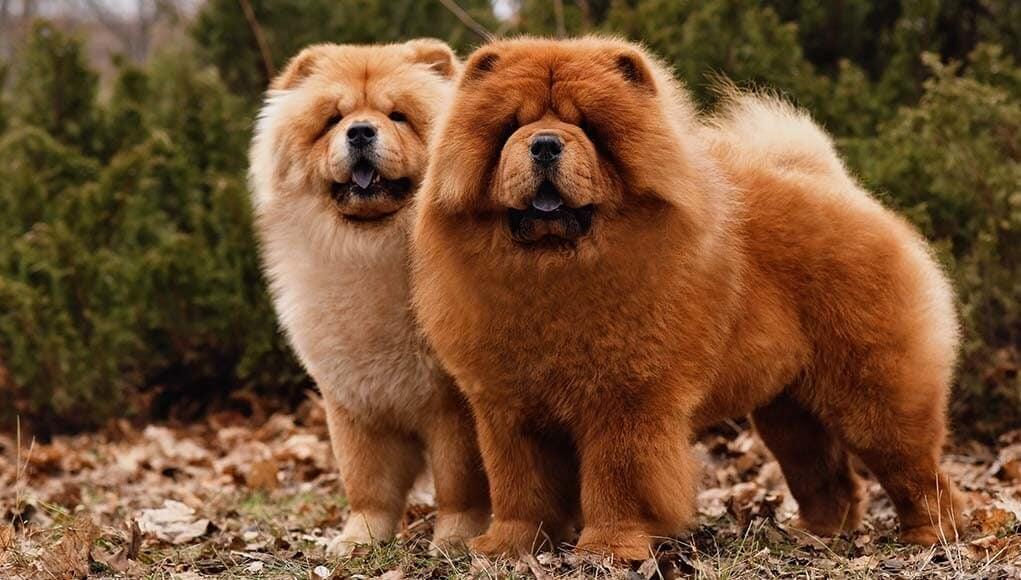 Chow Chow Köpek (Çin Aslanı)