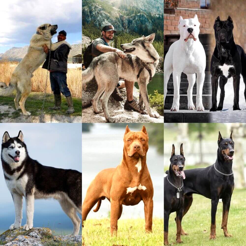 Dünyanın En Güçlü 15 Köpeği