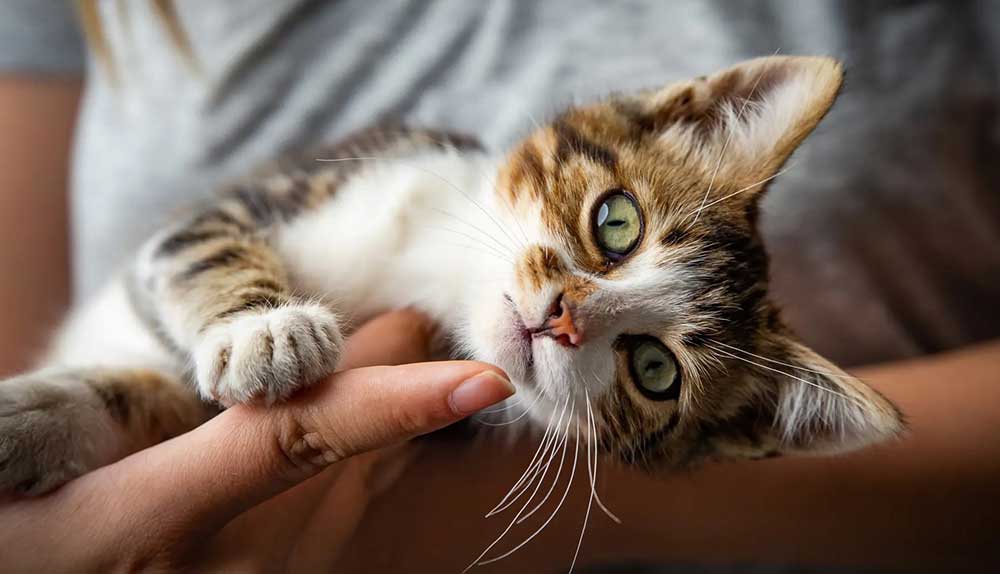 En Sevimli Kedi Türleri