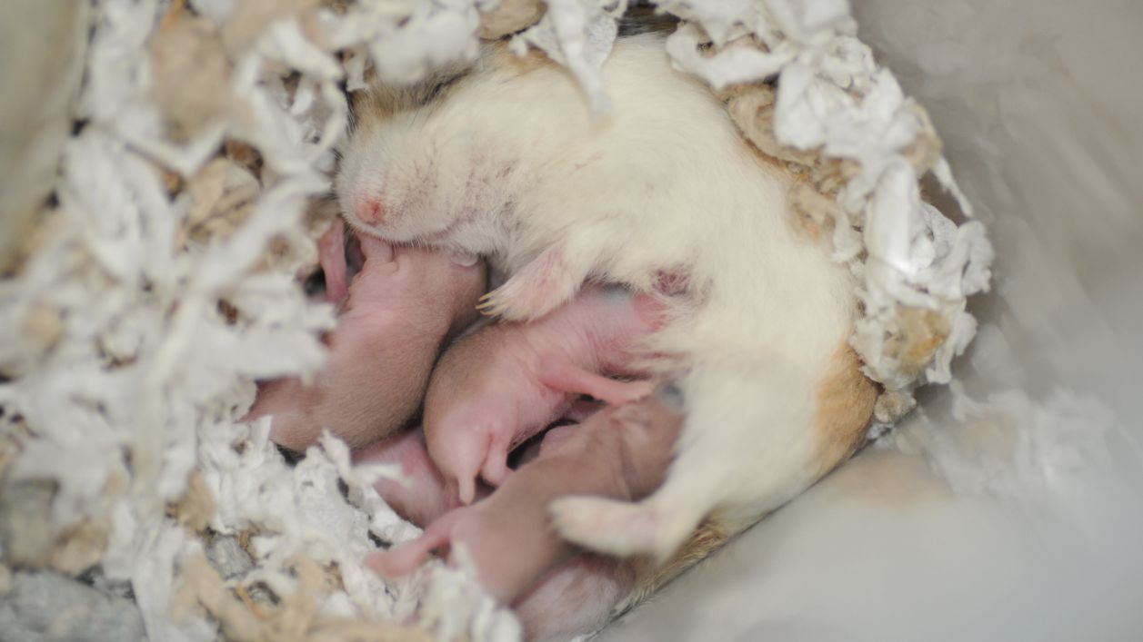 Hamster Hamilelik Süresi